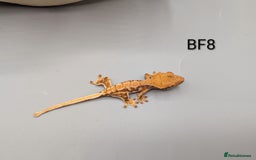 Gecko reptiles for sale: Red Tri Colour Harlequin Crested Gecko CB25  - Image 5