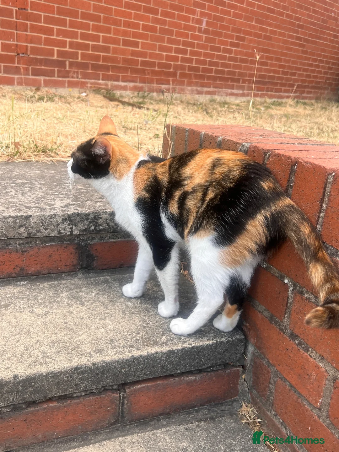 Mixed Breed cats for sale: KITTENS FOR SALE  in Leeds - Advert 1