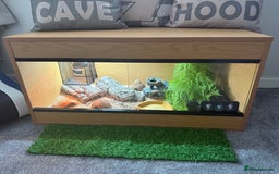 Leopard Gecko reptiles for sale: Leopard gecko and set up  - Image 2