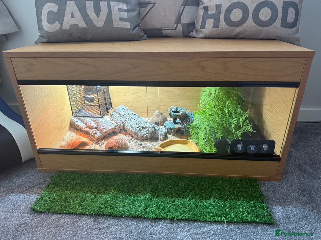 Leopard Gecko reptiles for sale: Leopard gecko and set up  - Image 2