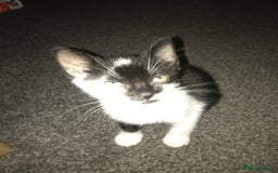British Shorthair cats for sale: Female 8 weeks kitten black and whiteshorthair  - Image 3