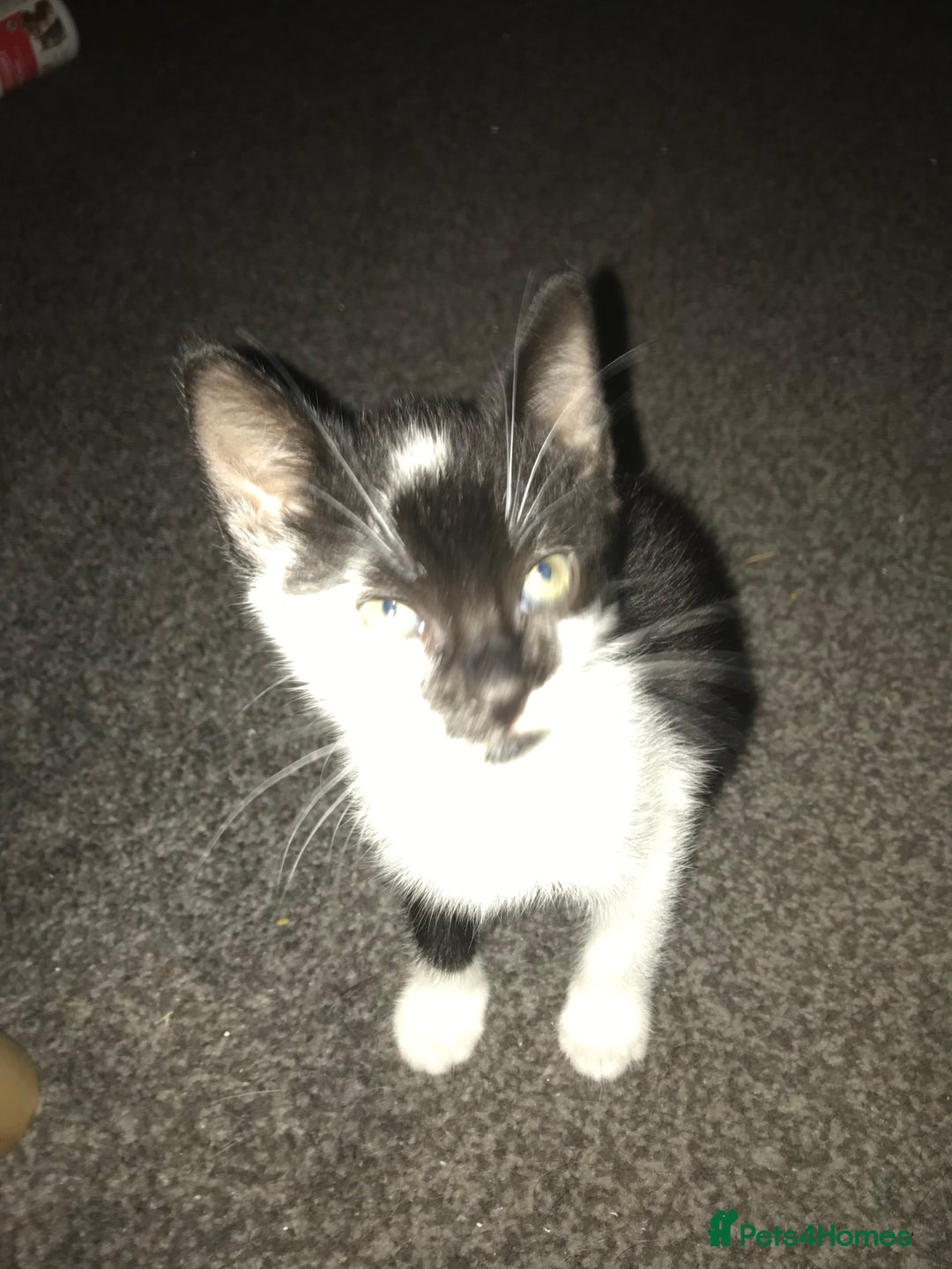 British Shorthair cats for sale: Female 8 weeks kitten black and whiteshorthair  - Image 3