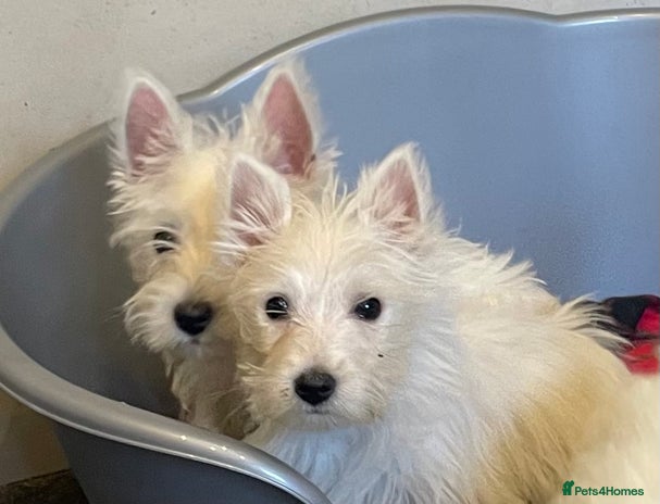 West Highland Terrier dogs Beautiful Westie puppies - Advert 1