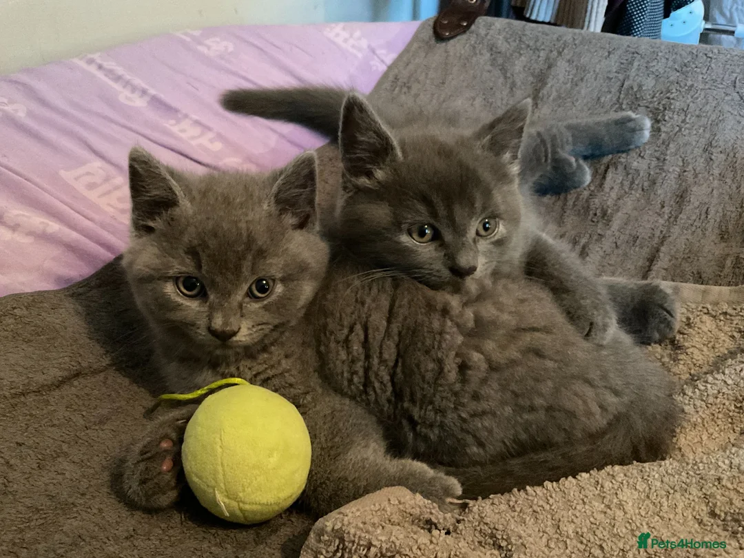 British Shorthair cats for sale: ADORABLE BRITISH SHORTHAIR KITTENS - Advert 1
