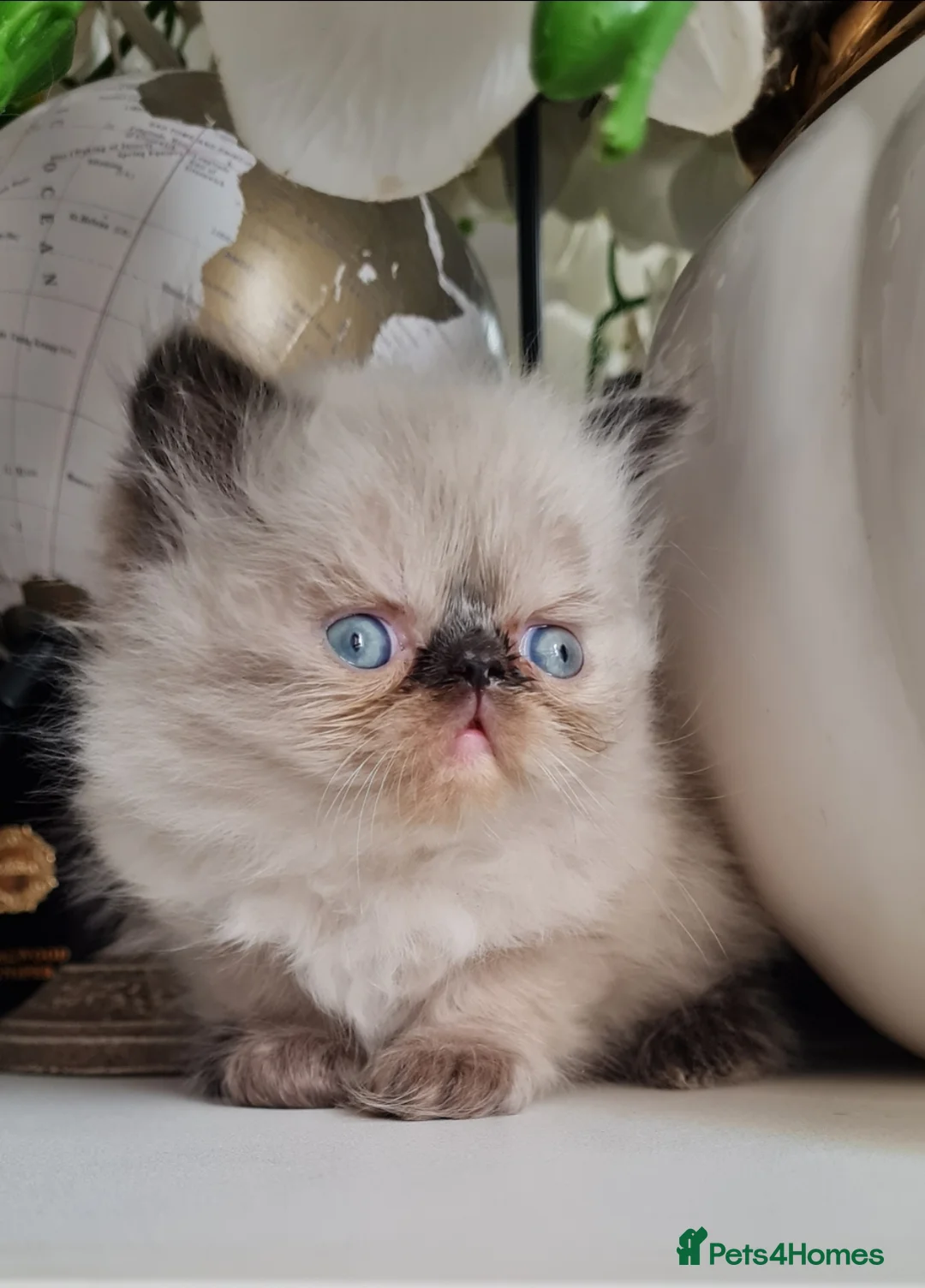 Persian cats for sale: Persian kittens  - Advert 40