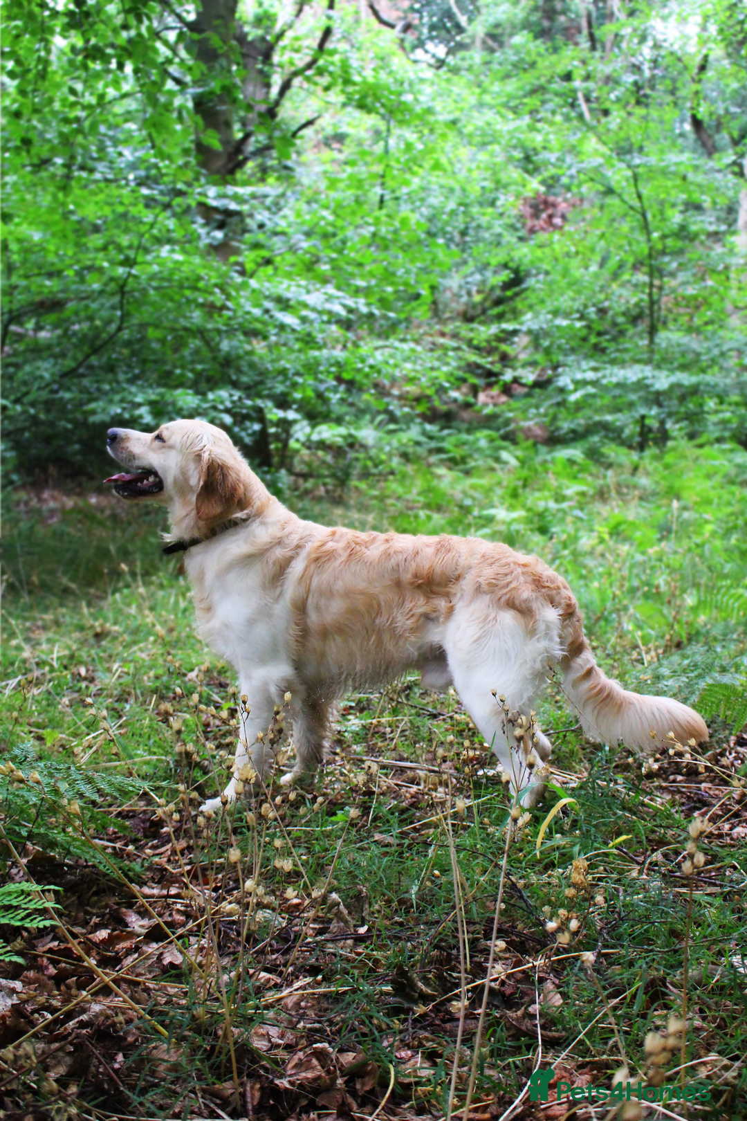 Golden Retriever dogs for stud: KC Cream Golden Retriever Stud - Champion Lines - Advert 5