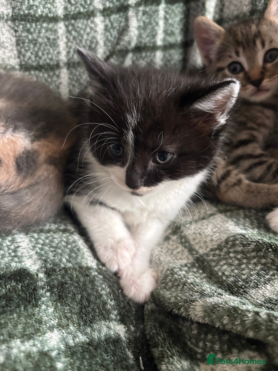 Domestic Shorthair cats for sale: Beautiful shorthair mixed colour kittens  - Image 10