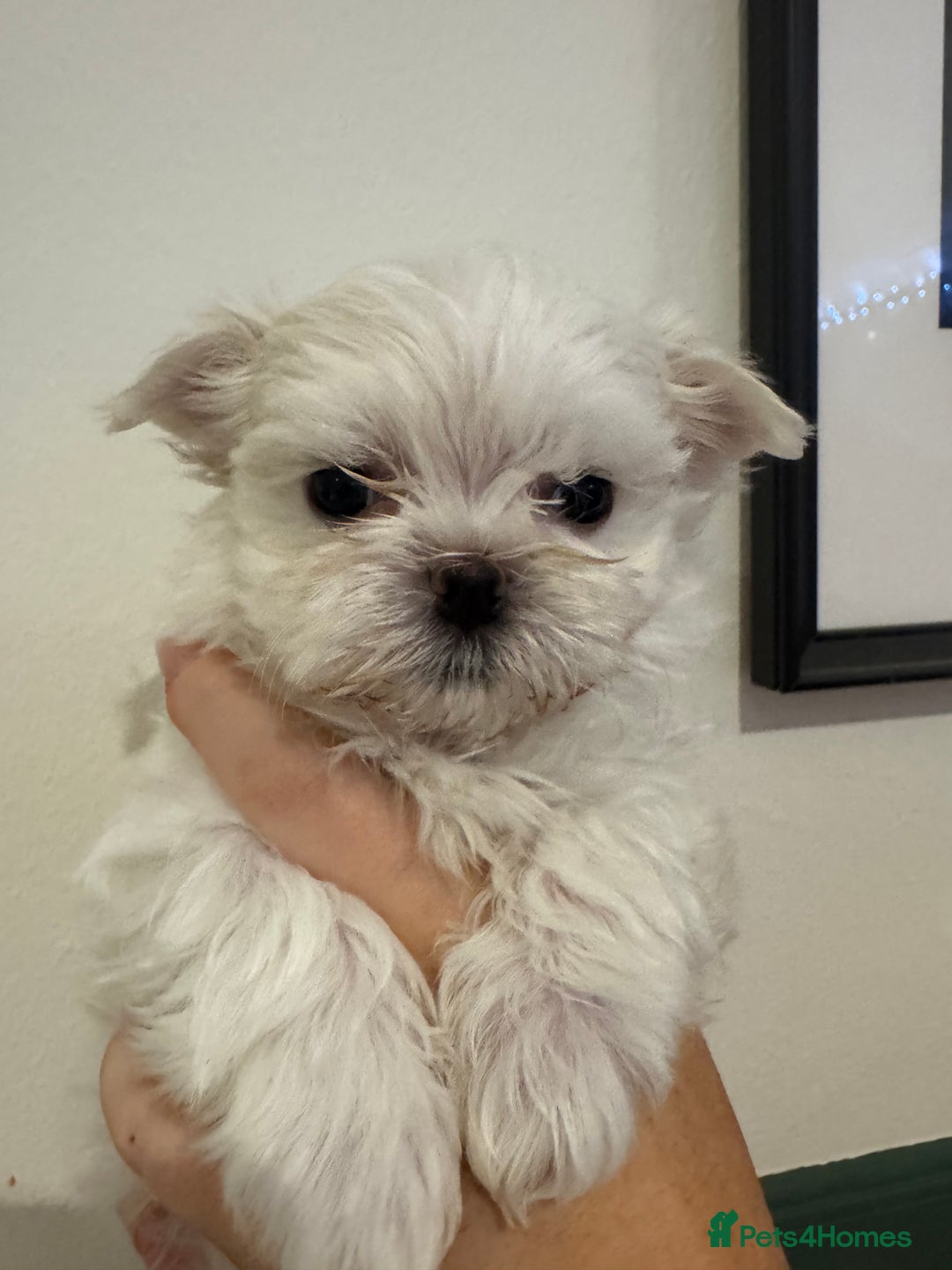 Maltese dogs for sale: Adorable Korean KC Maltese  - Advert 17