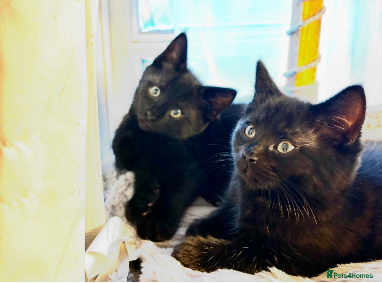 Mixed Breed cats Fluffy, playful kittens - Advert 1