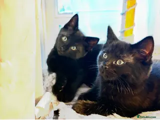 Mixed Breed cats Fluffy, playful kittens - Advert 1