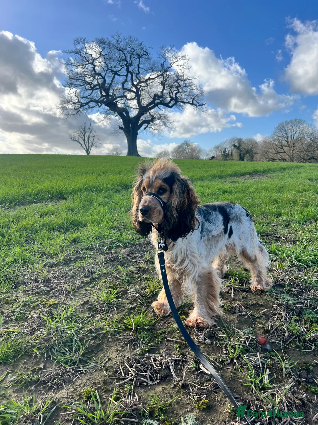 Cocker Spaniel dogs for stud: RARE Blue Roan Sable Stud show cocker spaniel in Derby - Advert 2