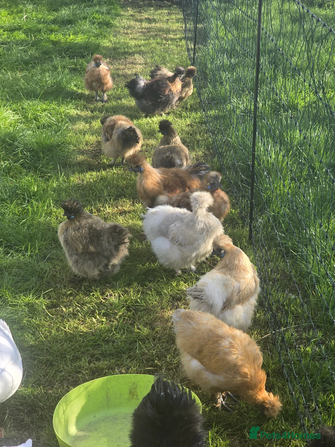 Chickens poultry for sale: Silkie hens - Advert 1