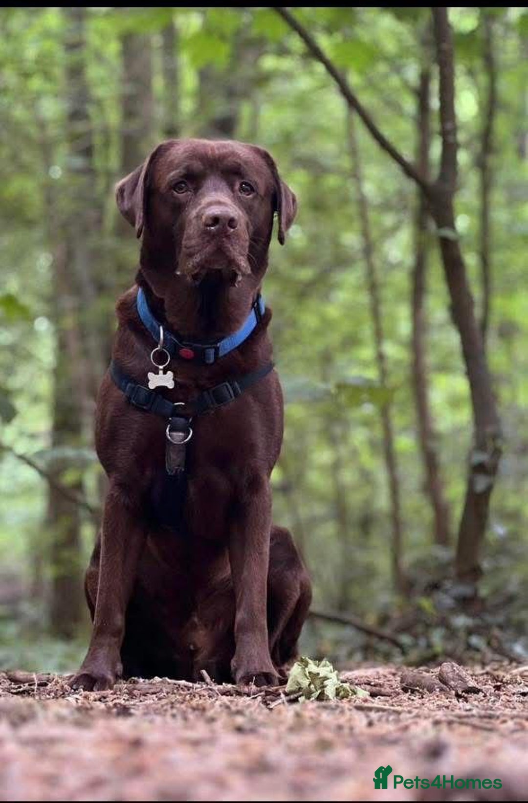 Labrador Retriever dogs for sale: Labrador Puppies – Black & Chocolate  - Advert 4