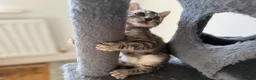 Bengal cats for sale: Rare Silver Grey Bengal TICA Kittens  - Advert 23