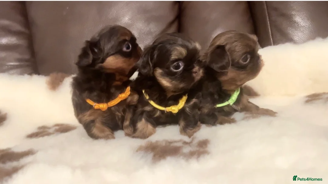 Shih Tzu dogs for stud: 🐶💎 Bumble – Imperial Shih Tzu Stud, kc reg 💎🐶 in Liverpool - Advert 9