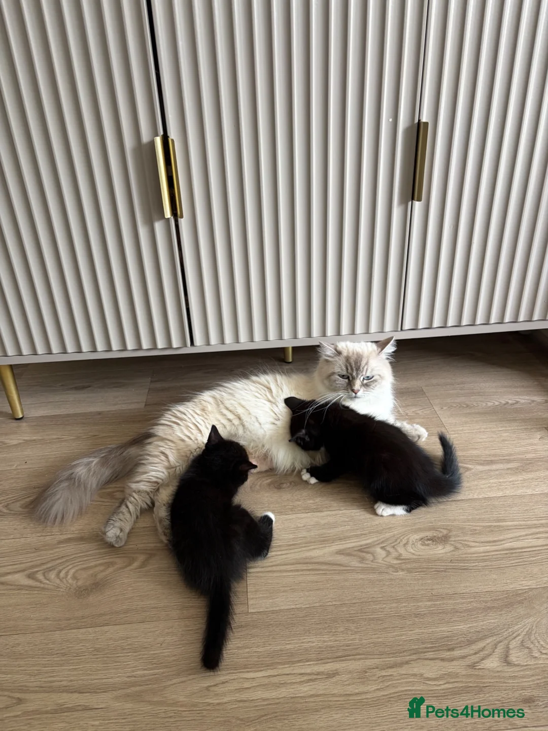 Mixed Breed cats for sale: Mixed BombayxRagdoll  - Advert 2
