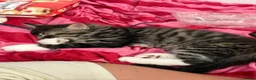 Mixed Breed cats for sale: Kittens looking for a forever home  - Advert 6