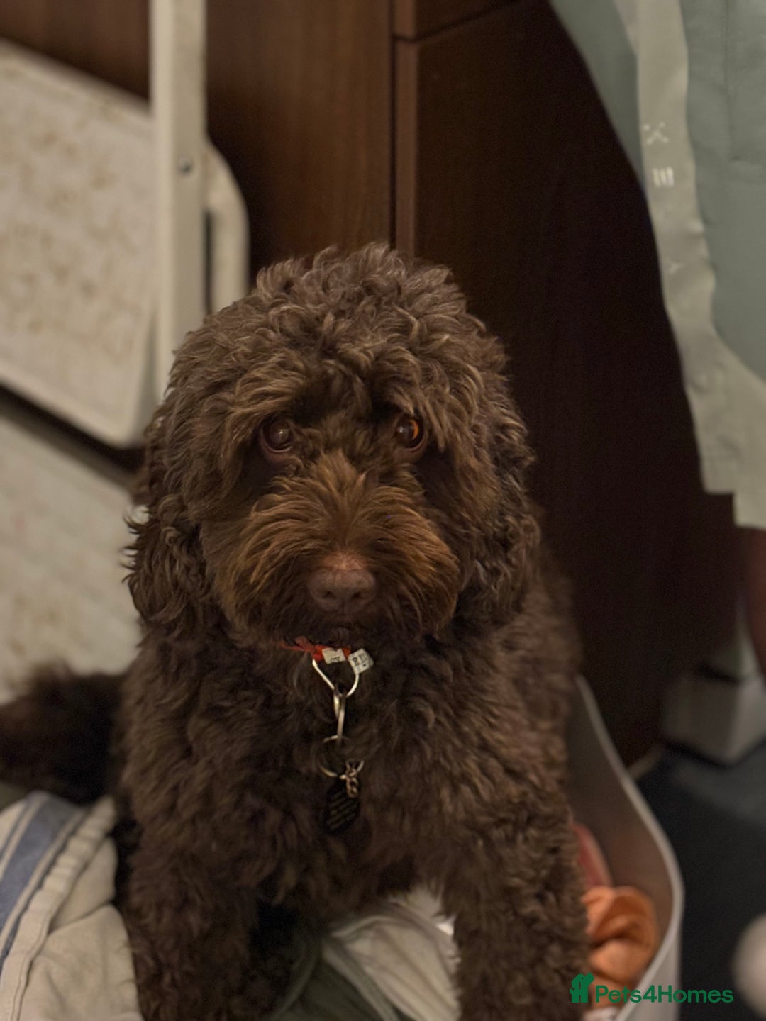 Cockapoo dogs for sale: F2 cockerpoo puppies  - Advert 31