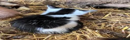 Mixed Breed cats for sale: Beautiful farm kittens for sale.  - Advert 8