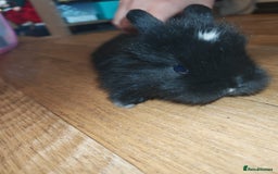 Lionhead rabbits for sale: 4 baby Lionhead rabbits - Advert 11