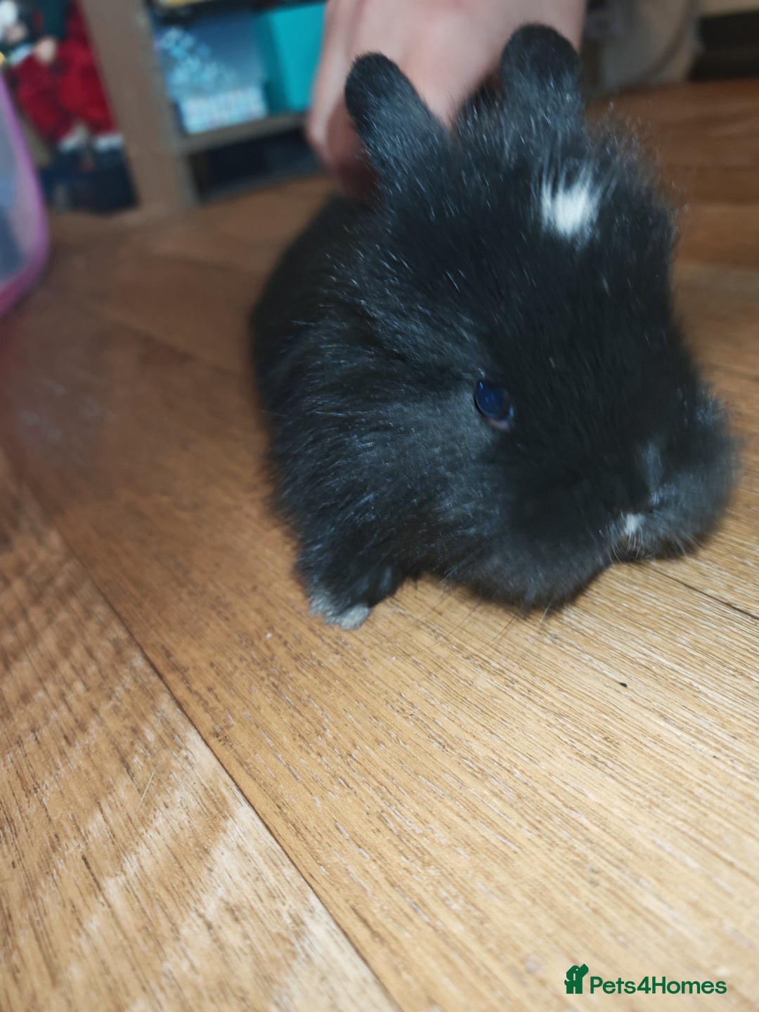 Lionhead rabbits for sale: 4 baby Lionhead rabbits - Advert 11