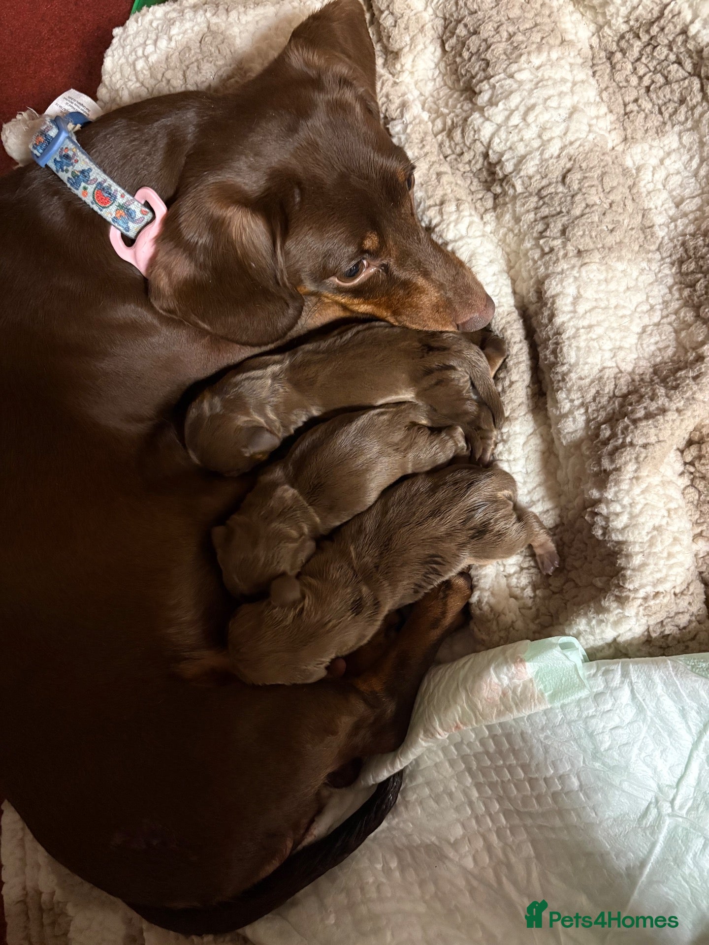 Miniature Dachshund dogs 🐾 STUNNING DNA TEST MINIATURE DACHSHUND PUPPIES  - Advert 2