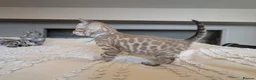 Bengal cats for sale: 🖤🩶🤍 Stunning Bengal Kittens 🤍🩶🖤 - Advert 13