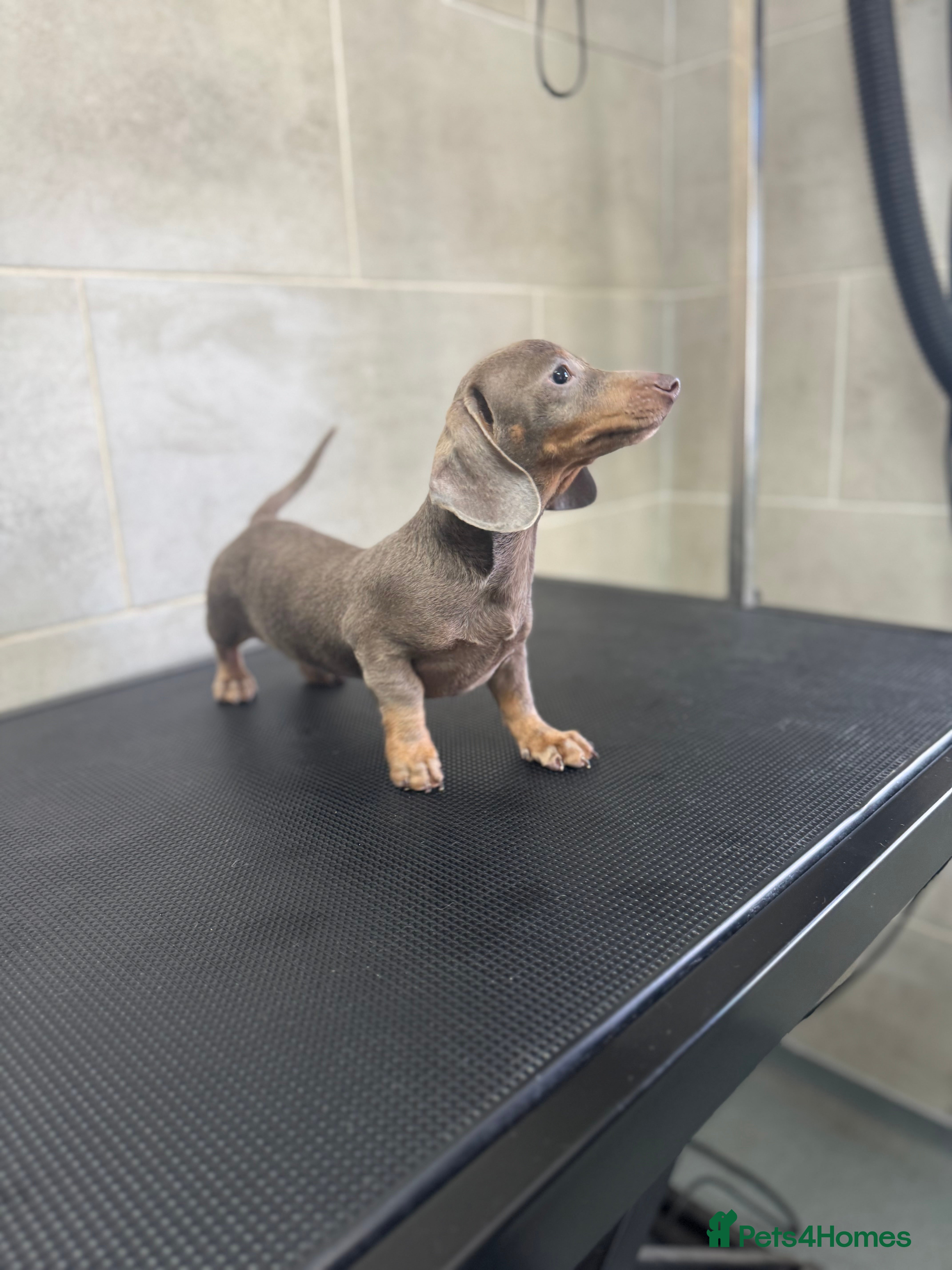 Miniature Dachshund dogs 5⭐️ Licensed. Kc registered tiny mini Daxis  - Advert 8