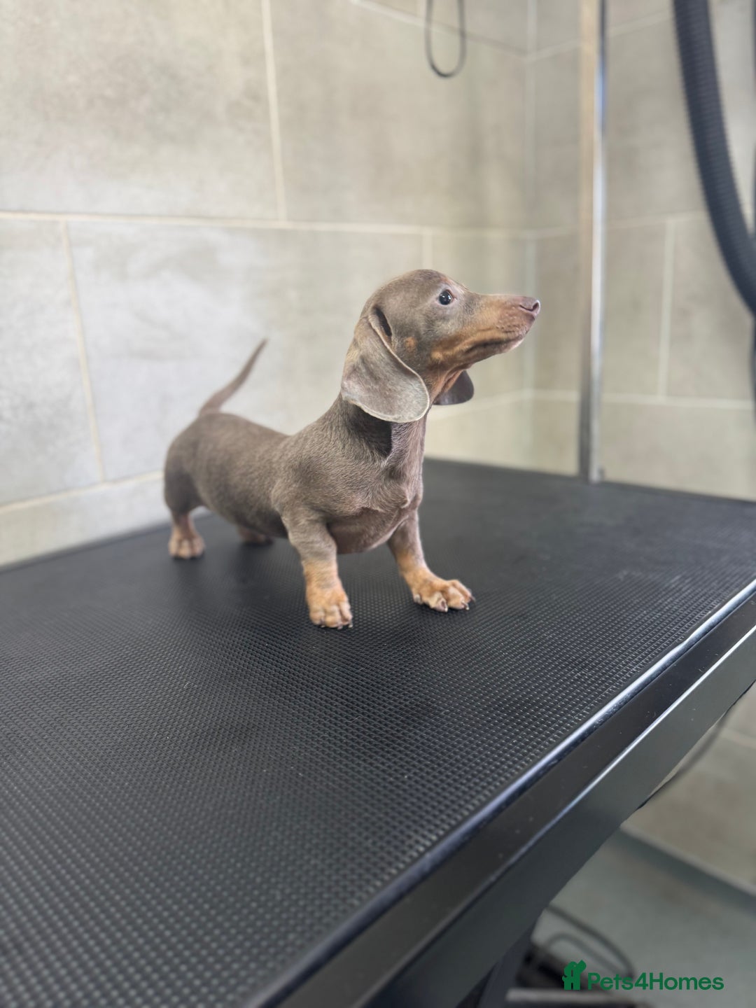 Miniature Dachshund dogs for sale: 5⭐️ Licensed. Kc registered tiny mini Daxis  - Image 1