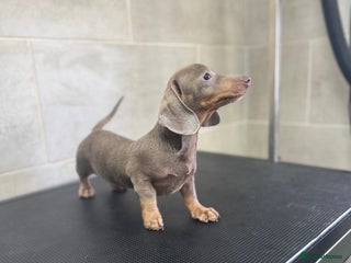 Miniature Dachshund dogs - Advert 8
