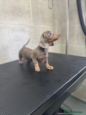 Miniature Dachshund dogs - Advert 3