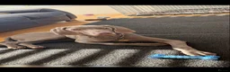 Weimaraner dogs for sale: Gorgeous kc Weimaraner boy - Advert 2