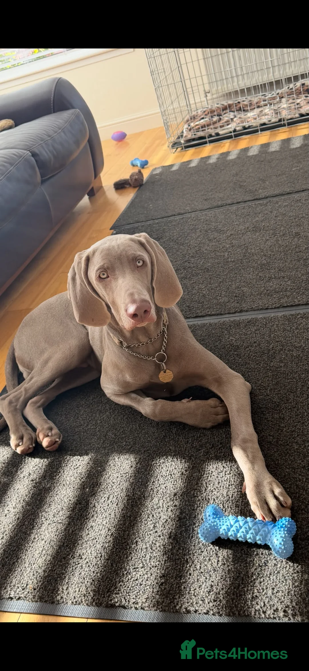 Weimaraner dogs for sale: Gorgeous kc Weimaraner boy - Advert 2