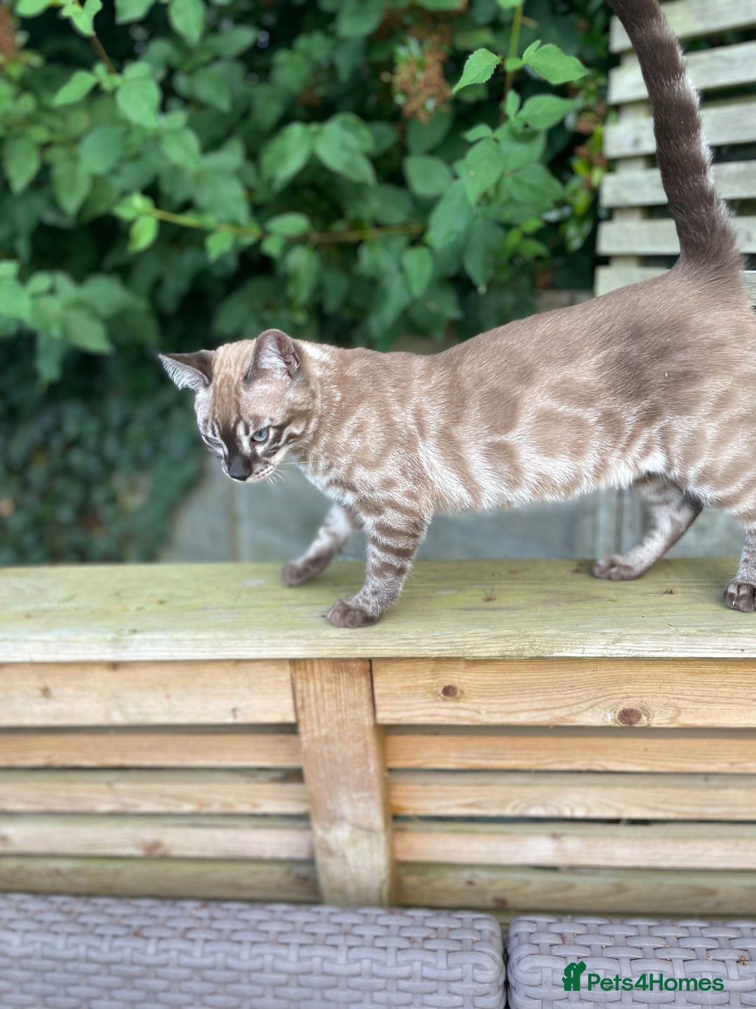 Bengal cats for sale: Sibling Bengals  - Image 17