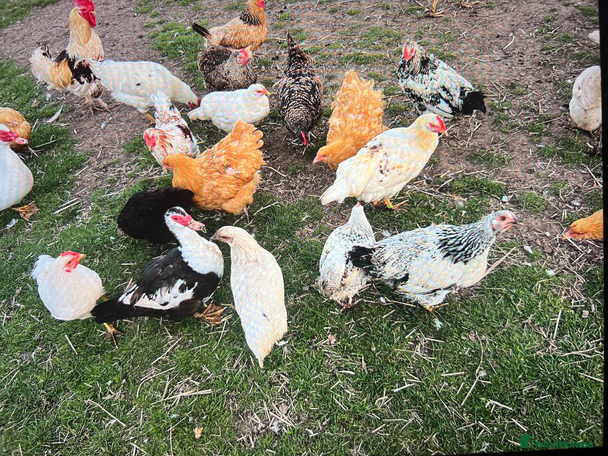 Chickens poultry Hybrid chicks newly hatched - Advert 2