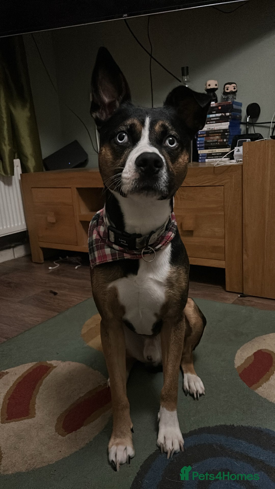 Mixed Breed dogs for sale: Loving Husky Mix for Sale in Saint Helens - Image 4