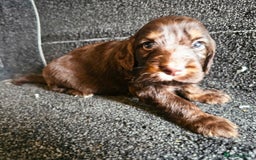 Cockapoo dogs for sale: Cockerpoo puppies F1  - Image 14