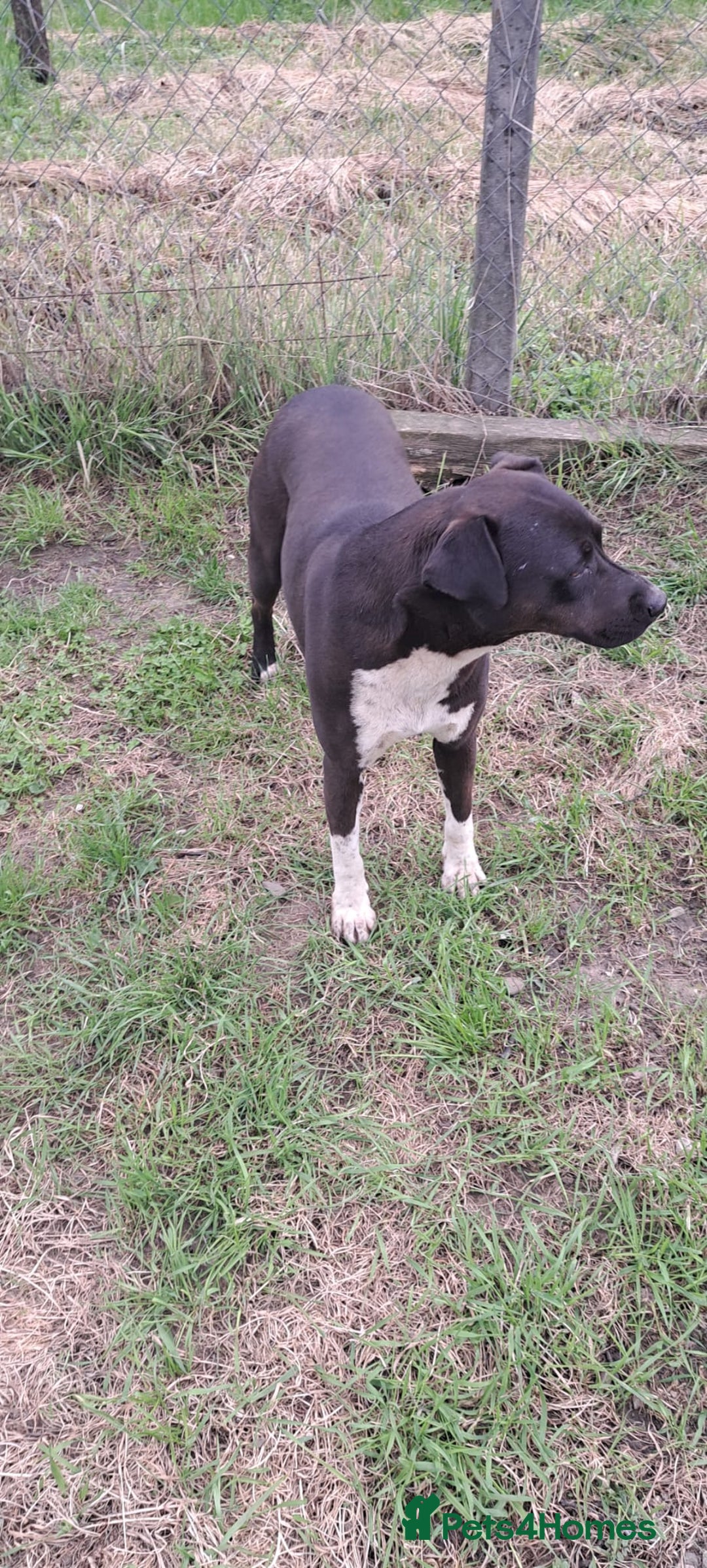 Mixed Breed dogs for adoption: LUCKY - a superb and gentle girl for a Loving Home - Image 15