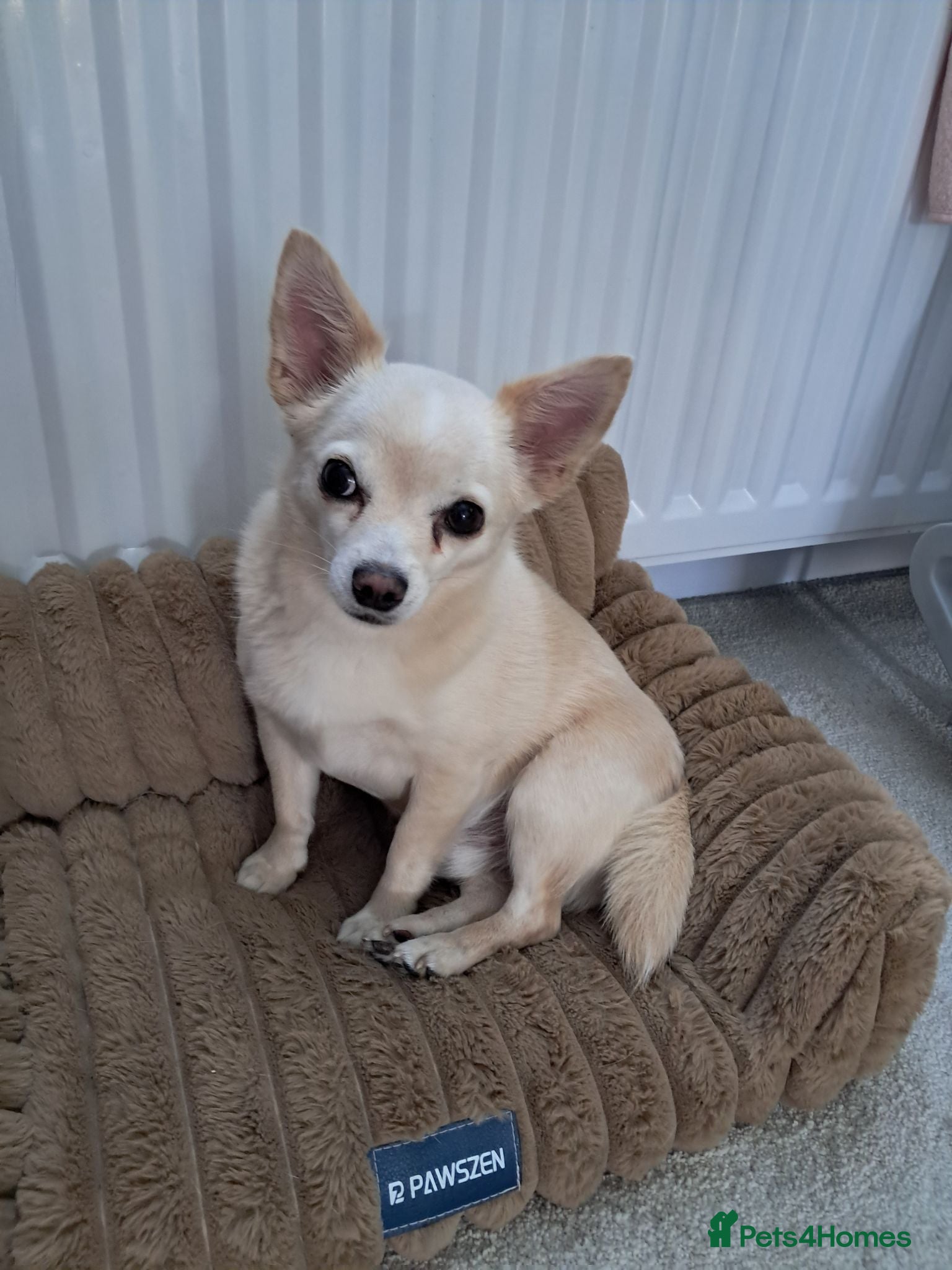 Jack Chi dogs Chi cross Jack male - Advert 1