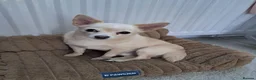 Jack Chi dogs for sale: Chi cross Jack male - Advert 1