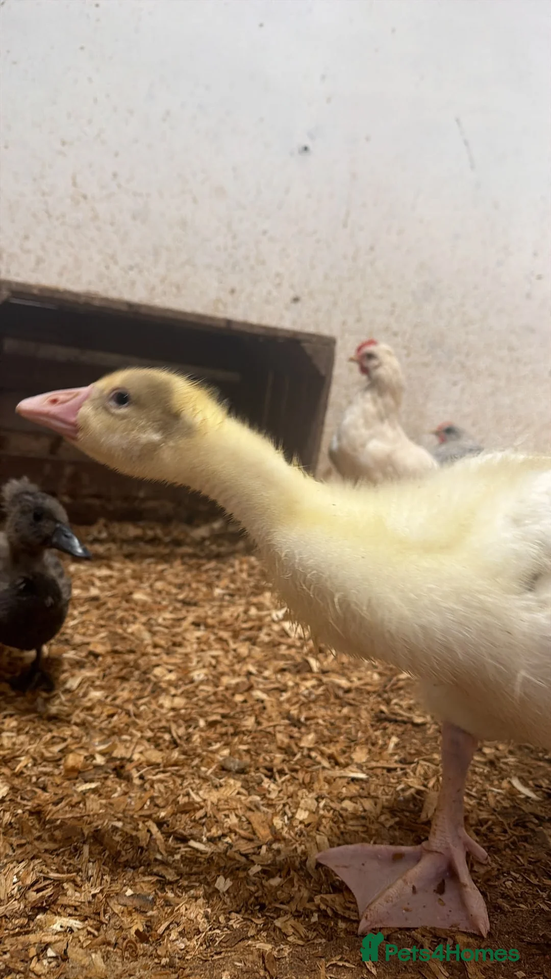 Geese poultry for sale: Emden goslings  - Advert 3