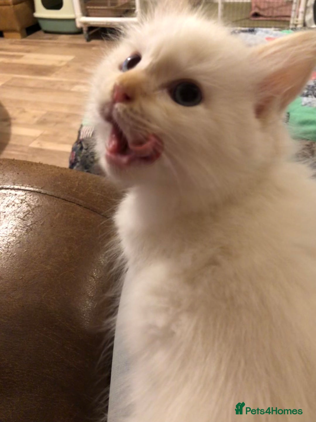 Ragdoll cats for sale: Tica reg Cherubim Ragdoll bonded siblings. Male.  - Advert 9