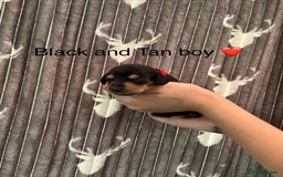 Dachshund dogs for sale: Tweenie dachshund puppies  - Image 6