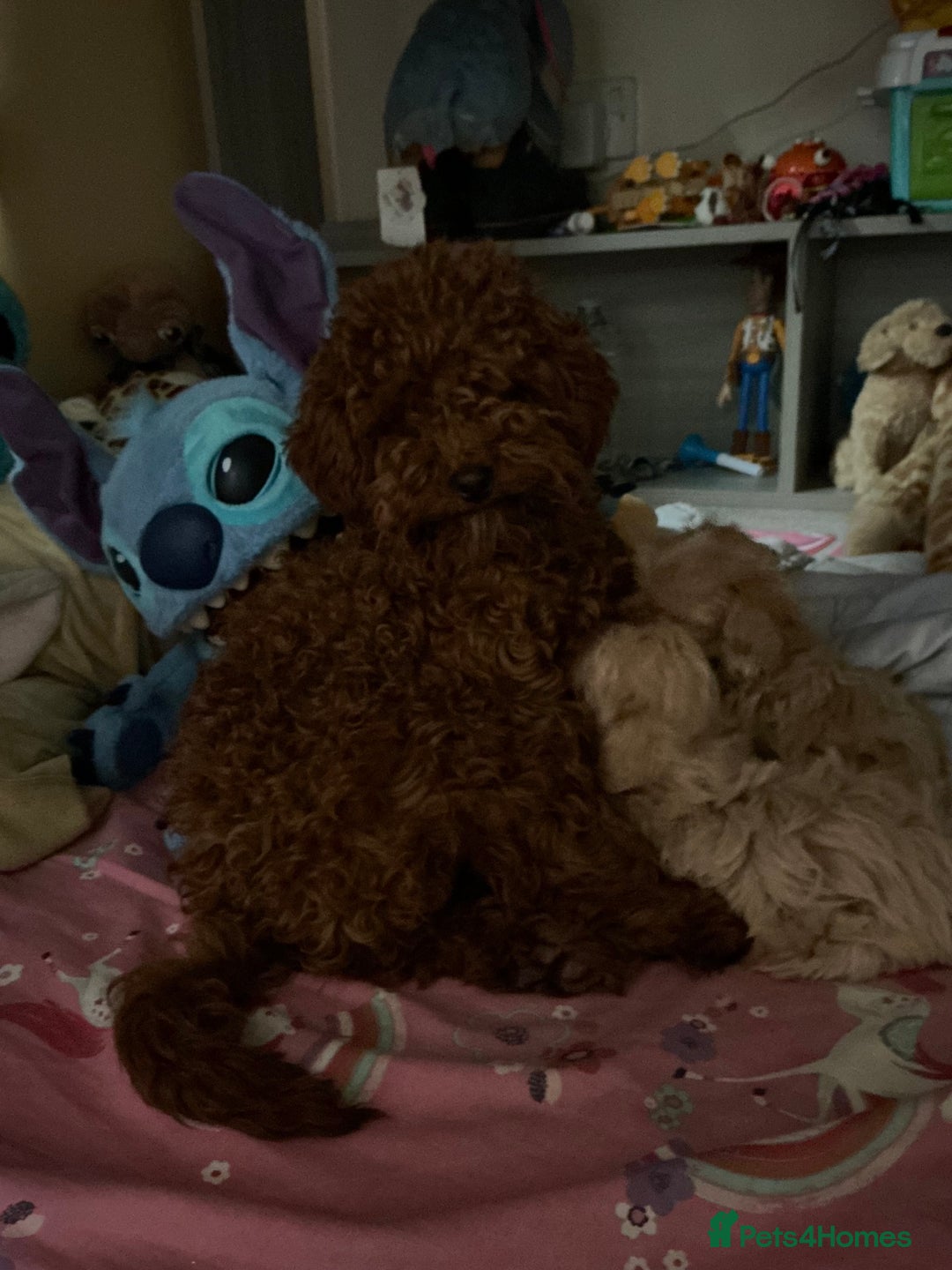 Maltipoo dogs for sale: Maltipoo Pups Ready 1st Nov - 2 BOYS! - Image 4