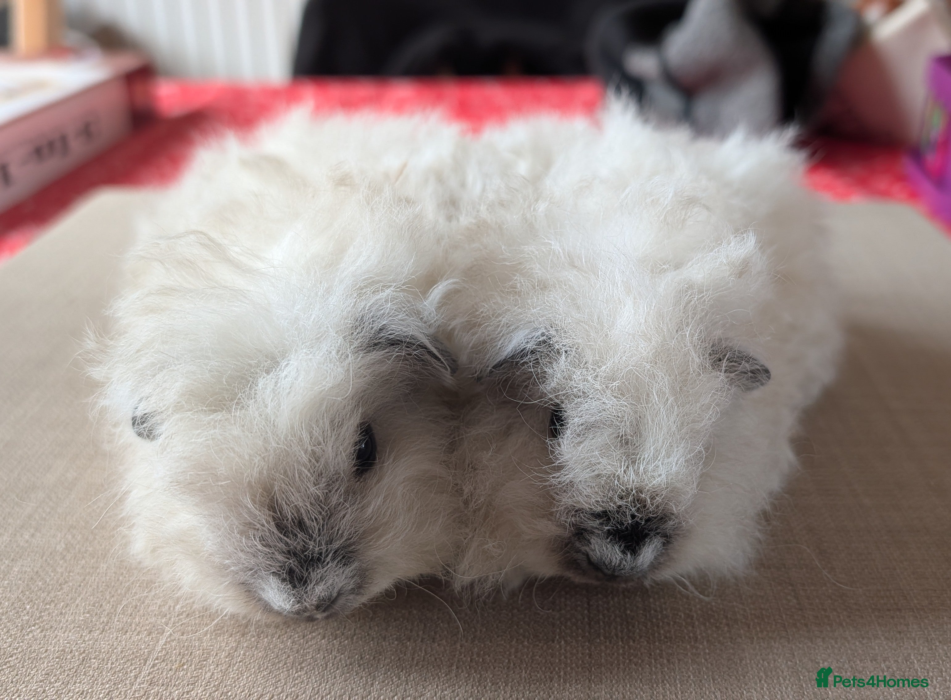 Guinea Pig rodents Gorgeous brothers looking for their forever home  - Advert 1