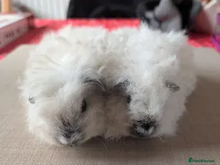 Guinea Pig rodents Gorgeous brothers looking for their forever home - Advert 1