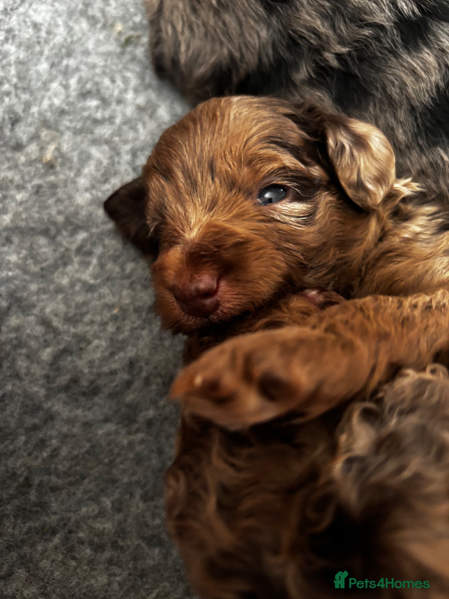 Cockapoo dogs Beautiful merle Cockapoo puppies  - Advert 12