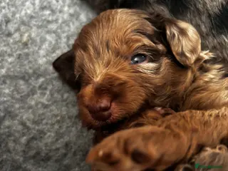 Cockapoo dogs Beautiful merle Cockapoo puppies - Advert 12