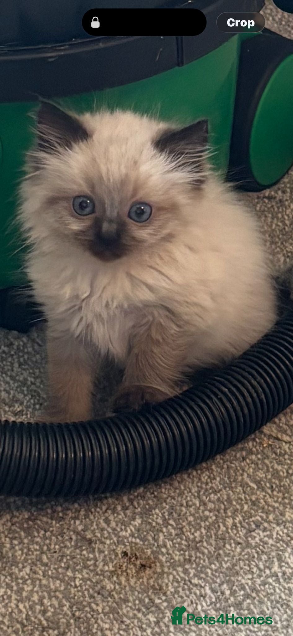 Ragdoll cats Last male Purebred ragdolls seal point - Advert 20