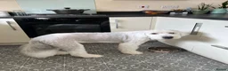 Old English Sheepdog dogs for sale: Old English Sheepdog Puppies  in Peterborough - Advert 25